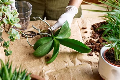 種蘭花材料|蘭花種植材料使用指南：水苔、樹皮等，使用步驟全攻略 